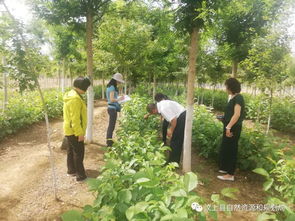省自然資源廳檢查組到我縣開展林木種苗質(zhì)量抽查工作，助力樹木種植經(jīng)營邁上新臺(tái)階