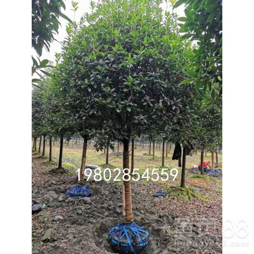 全國優(yōu)質(zhì)桂花樹種植基地 綠化工程苗木即買即走，一站式供貨保障