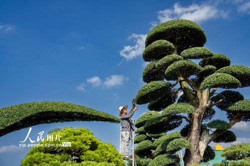 浙江金華 盆景整形激活綠色富民，樹木種植拓展經(jīng)濟(jì)新路