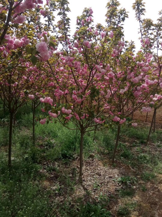 烏桕樹批發(fā) 50元/株，打造綠色財(cái)富的秘密武器