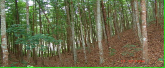 米老排人工純林撫育性漸伐作業(yè)模式及樹木種植經(jīng)營策略