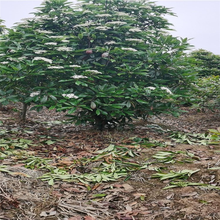 中華石楠球樹木種植經(jīng)營指南