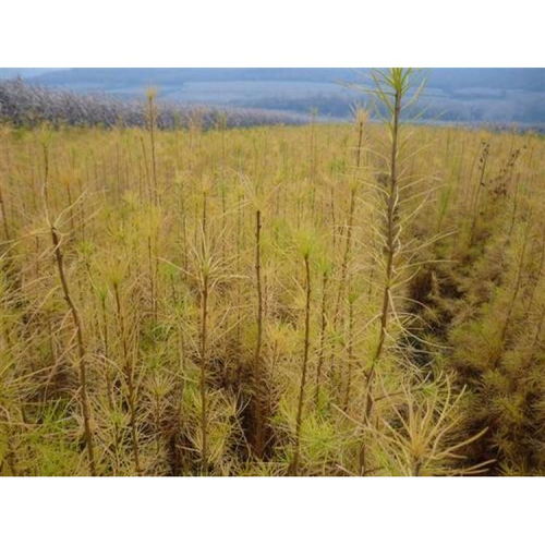 綠染荒山 通遼營養(yǎng)杯苗木的生態(tài)與經(jīng)濟(jì)雙贏之路
